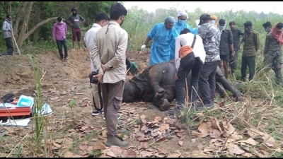 Rhino calf found dead in Dudhwa (HT Photo) Rhino calf found dead in Dudhwa (HT Photo)