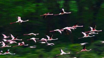 The study showed that long-distance migratory birds’ habitat is more vulnerable to climate change. (AFP/Representative) The study showed that long-distance migratory birds’ habitat is more vulnerable to climate change. (AFP/Representative)