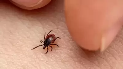 Tick Virus In UK: Ticks can carry a range of diseases, including tick-borne encephalitis and Lyme disease. (AFP) Tick Virus In UK: Ticks can carry a range of diseases, including tick-borne encephalitis and Lyme disease. (AFP)