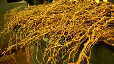 Kava kava helps in managing symptoms of tension and anxiety. It also helps in calming the nerves and inducing better sleep. (Unsplash) Kava kava helps in managing symptoms of tension and anxiety. It also helps in calming the nerves and inducing better sleep. (Unsplash)