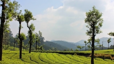 7. Munnar: A small town nestled in the Western Ghats, Munnar offers breathtaking views of tea plantations, waterfalls, and mountain streams. Take a leisurely walk through the plantations, try some authentic Kerala cuisine and enjoy the cool air. (Pixabay) 7. Munnar: A small town nestled in the Western Ghats, Munnar offers breathtaking views of tea plantations, waterfalls, and mountain streams. Take a leisurely walk through the plantations, try some authentic Kerala cuisine and enjoy the cool air. (Pixabay)