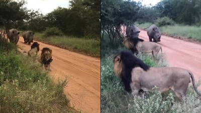 As rhinos approach, lions can be seen taking a different route. (Twitter/@TheFigen_) As rhinos approach, lions can be seen taking a different route. (Twitter/@TheFigen_)