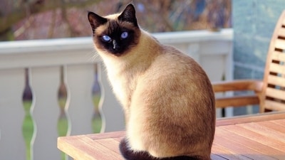 Shirin Dhabar, an Indian pioneer in canine behaviour and training, in an interview with HT Digital shares effective tips to train Siamese cats. (Pixabay) Shirin Dhabar, an Indian pioneer in canine behaviour and training, in an interview with HT Digital shares effective tips to train Siamese cats. (Pixabay)