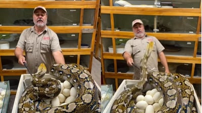 Snake lunges at zookeeper. (Instagram/@jayprehistoricpets)