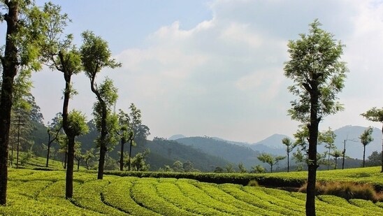 7. Munnar: A small town nestled in the Western Ghats, Munnar offers breathtaking views of tea plantations, waterfalls, and mountain streams. Take a leisurely walk through the plantations, try some authentic Kerala cuisine and enjoy the cool air.(Pixabay)