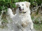 GPS trackers for your pets are a must today. 