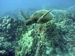 FILE -- A green sea turtle swims near coral in a bay on the west coast of the Big Island near Captain Cook, Hawaii, on Sept. 11, 2019. Taking care of Hawaii's unique natural environment costs money and now the state wants tourists to help pay for it, especially because growing numbers are traveling to the islands to enjoy the beauty of its outdoors — including some lured by dramatic vistas they've seen on social media. (AP Photo/Brian Skoloff, File)