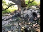 The image has a crocodile perfectly camouflaged in the muddy puddle. 