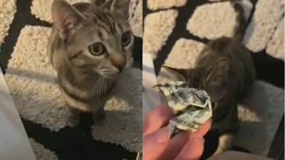 Cat brings cash to its human. (Reddit/@Resident_Code3062) Cat brings cash to its human. (Reddit/@Resident_Code3062)