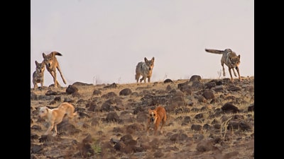 Indian wolves in Pune district, acknowledged amongst most ancient species, are facing a major threat from increasing stray dog population (SOURCED/REPRESENTATIVE)