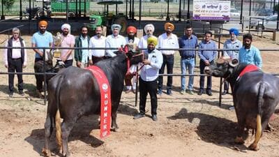 Participants during the Nili Ravi Milking Competition in Ludhiana on Thursday. (HT Photo) Participants during the Nili Ravi Milking Competition in Ludhiana on Thursday. (HT Photo)