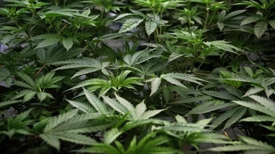 Central government has given legal status to the cultivation of cannabis in some districts of Rajasthan, Madhya Pradesh and Uttar Pradesh. (AFP)
