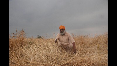 Wheat is sown in November and harvested in March-end and April.