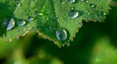 Here’s what the researchers found when they placed microphones next to plants in soundproof boxes. They make sounds when they’re stressed. (Shutterstock)