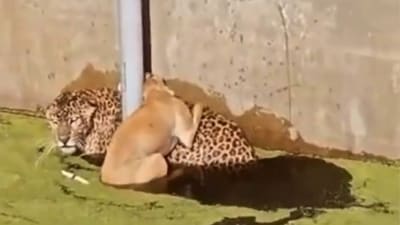 The image, taken from the viral video, shows a leopard and a dog stuck in a water body. (Twitter/@surenmehra)