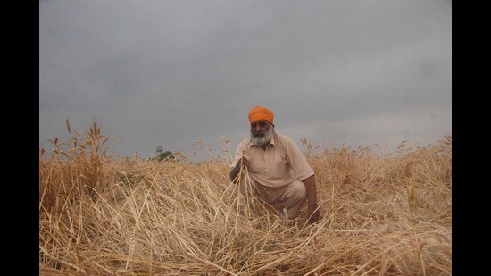 Wheat is sown in November and harvested in March-end and April.