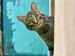Cat jumps over imam during Ramadan prayers (representational image). Cat jumps over imam during Ramadan prayers (representational image).