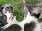 The image shows the dog and the fox meeting for the first time. The image shows the dog and the fox meeting for the first time.