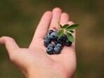 Health experts on why blueberries are essential in a women's diet Health experts on why blueberries are essential in a women's diet