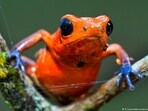 Poisonous frogs could be a source for new medications Poisonous frogs could be a source for new medications