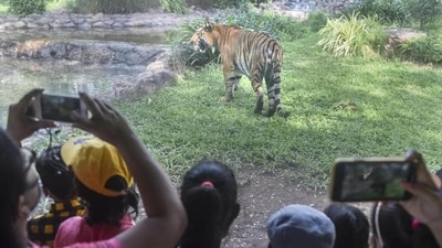 Tourists have been banned from taking the tiger safari ride at the Bandipur tiger reserve from April 6 to 9. (Representational Image/PTI) Tourists have been banned from taking the tiger safari ride at the Bandipur tiger reserve from April 6 to 9. (Representational Image/PTI)