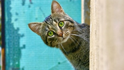 Cat jumps over imam during Ramadan prayers (representational image). (Unsplash/bogdanf) Cat jumps over imam during Ramadan prayers (representational image). (Unsplash/bogdanf)