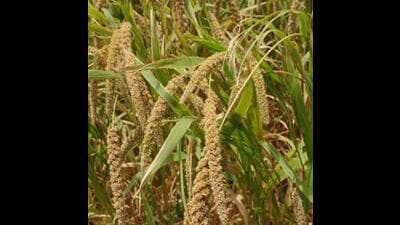 Dalal said that in Haryana, millet is grown in an area of about 10 lakh acre to 12 lakh acre with an estimated yield of 800 kg per acre and production of 12 lakh metric tonnes. (HT Photo) Dalal said that in Haryana, millet is grown in an area of about 10 lakh acre to 12 lakh acre with an estimated yield of 800 kg per acre and production of 12 lakh metric tonnes. (HT Photo)