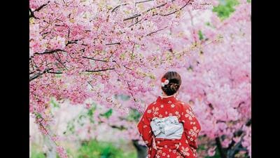 In Tokyo’s cherry blossom season, which begins in March, you can find cherry blossoms in the city’s parks and suburban streets, where locals and tourists alike gather to look at them. (Shutterstock) In Tokyo’s cherry blossom season, which begins in March, you can find cherry blossoms in the city’s parks and suburban streets, where locals and tourists alike gather to look at them. (Shutterstock)