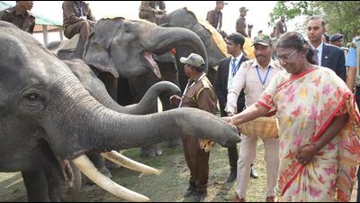 President Droupadi Murmu said elephants have been integral part of our history, religion and culture. President Droupadi Murmu said elephants have been integral part of our history, religion and culture.