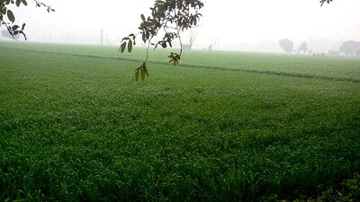 The officials from the department of agriculture and Krishi Vigyan Kendra, Moga, reported positive outcome and said that the crop survived the harsh weather. (HT File Photo) The officials from the department of agriculture and Krishi Vigyan Kendra, Moga, reported positive outcome and said that the crop survived the harsh weather. (HT File Photo)