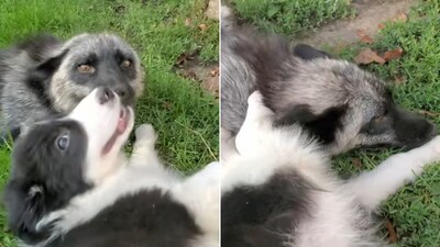 The image shows the dog and the fox meeting for the first time. (YouTube/@SaveAFox) The image shows the dog and the fox meeting for the first time. (YouTube/@SaveAFox)