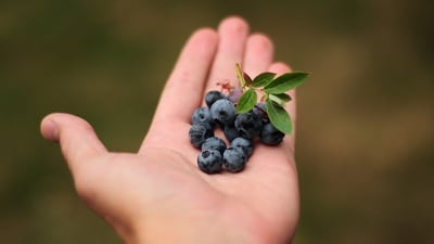 Health experts on why blueberries are essential in a women's diet (Photo by Pixabay) Health experts on why blueberries are essential in a women's diet (Photo by Pixabay)