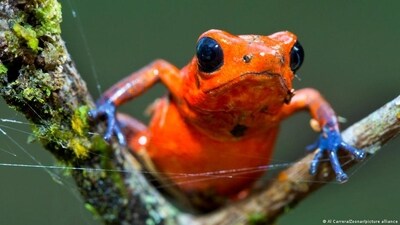 Poisonous frogs could be a source for new medications (Al Carrera/Zoonar/picture alliance ) Poisonous frogs could be a source for new medications (Al Carrera/Zoonar/picture alliance )