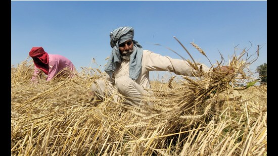According to the officers of the state food and civil supplies department, the teams took samples from different mandis in districts of Mohali, Patiala, Sangrur, Ludhiana and Ferozepur, which would be sent to the ministry’s laboratories for quality assessment. (HT Photo)