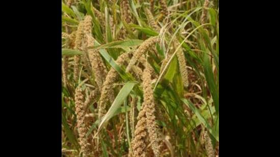 Dalal said that in Haryana, millet is grown in an area of about 10 lakh acre to 12 lakh acre with an estimated yield of 800 kg per acre and production of 12 lakh metric tonnes. (HT Photo)