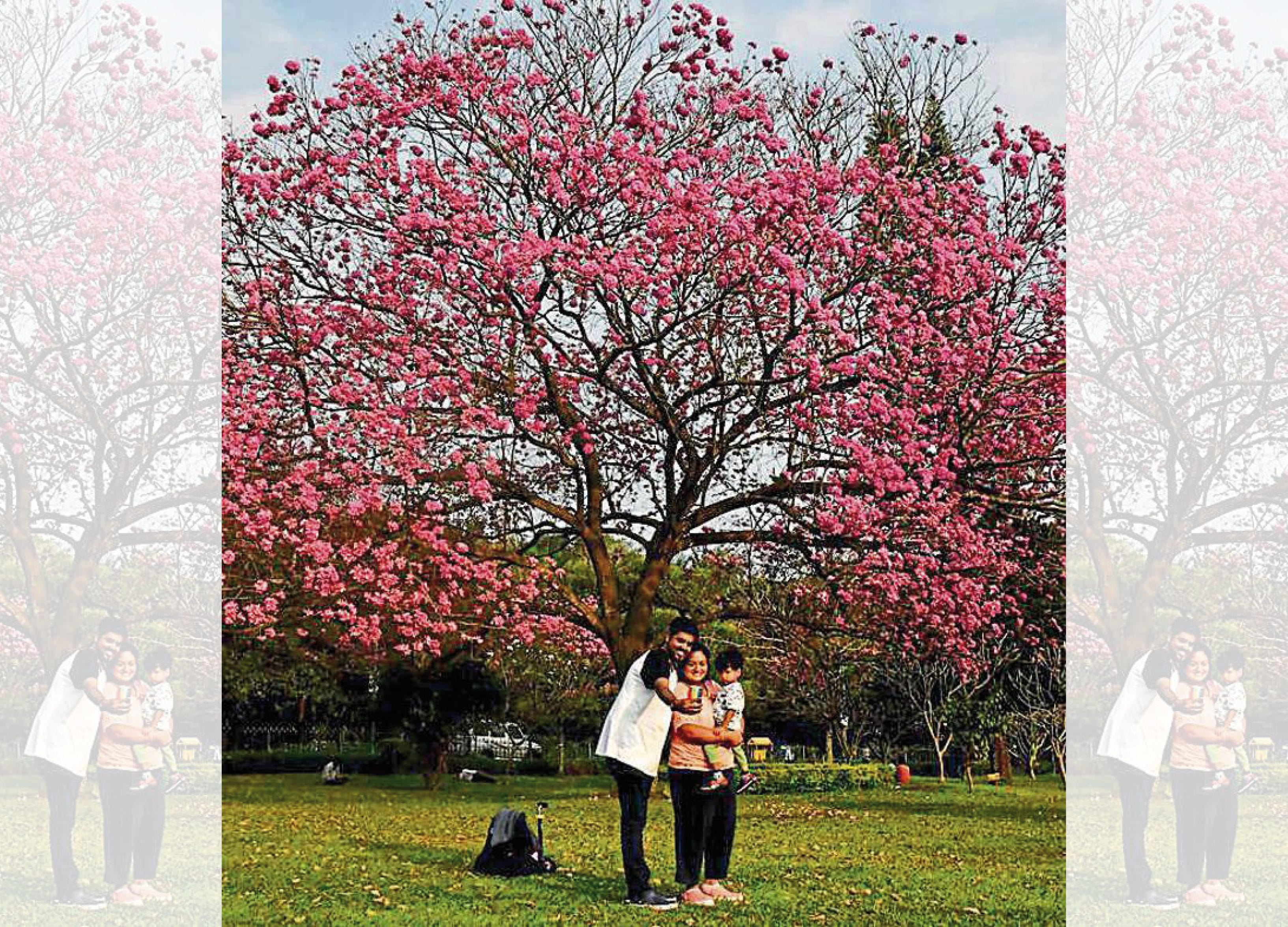 Nowadays, walkers like this family at Bengaluru’s Cubbon Park are more interested in taking pictures of the flowering Tabebuia rosea than in getting their 10,000 steps in. (Samuel Rajkumar / HT Archive) Nowadays, walkers like this family at Bengaluru’s Cubbon Park are more interested in taking pictures of the flowering Tabebuia rosea than in getting their 10,000 steps in. (Samuel Rajkumar / HT Archive)
