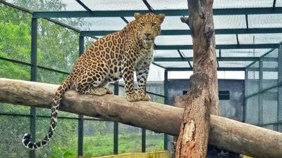 A male leopard allegedly died after being hit by a speeding vehicle near Sukhmani College on the Chandigarh-Ambala National Highway, officials said on Saturday. (WILDLIFE SOS)