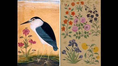 Black-crowned night heron with a lily & a study of six flowers from the Dara Shikoh album. (Photos: British Library) Black-crowned night heron with a lily & a study of six flowers from the Dara Shikoh album. (Photos: British Library)