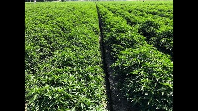 Chilli farm in Punjab's Ferozepur. (PTI)