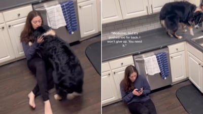 The images are taken from the video that shows a dog jumping on top of a kitchen counter to get medicine for its pet mom. (Instagram/@serviceaussiebailey) The images are taken from the video that shows a dog jumping on top of a kitchen counter to get medicine for its pet mom. (Instagram/@serviceaussiebailey)
