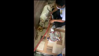 Rescue dogs at Nawabi Tails Foundation (HT Photo) Rescue dogs at Nawabi Tails Foundation (HT Photo)