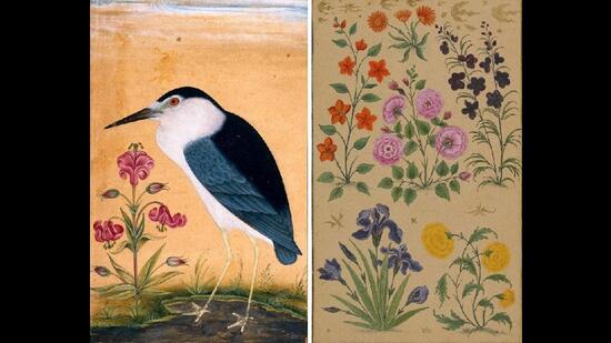 Black-crowned night heron with a lily & a study of six flowers from the Dara Shikoh album. (Photos: British Library)
