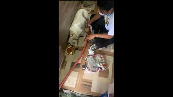 Rescue dogs at Nawabi Tails Foundation (HT Photo)
