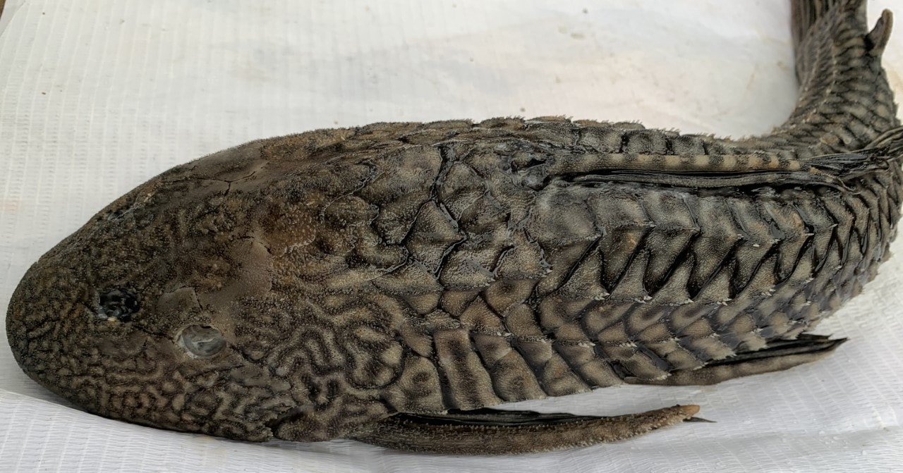 Thrice-dumped, the amazing Amazon catfish. (Photo: Vikram Jit Singh) Thrice-dumped, the amazing Amazon catfish. (Photo: Vikram Jit Singh)