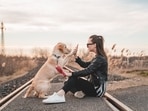 Dogs are known for their intelligence and ability to learn, but some breeds are more trainable than others. Whether you're looking for a dog to compete in agility trials or just want a pet that will obey your commands, it's important to choose a breed that is easy to train. Here are the top 5 most trainable dog breeds: