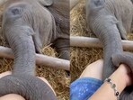 Baby elephant trying to dose off while holding onto its caretaker’s hand. Baby elephant trying to dose off while holding onto its caretaker’s hand.