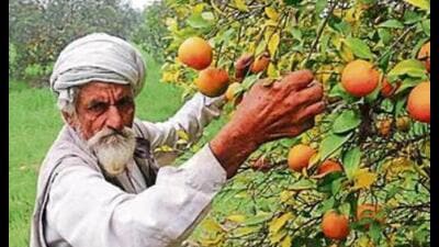 After two consecutive seasons of failed crops of kinnow, growers of Punjab’s “king fruit” are elated due to favourable climatic conditions and hope for a bumper season this year. After two consecutive seasons of failed crops of kinnow, growers of Punjab’s “king fruit” are elated due to favourable climatic conditions and hope for a bumper season this year.