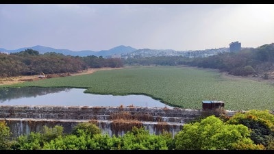 In the city, there are three lakes located at Pashan, Katraj and Jambhulwadi which face hyacinth problems during the summer season. (HT FILE PHOTO) In the city, there are three lakes located at Pashan, Katraj and Jambhulwadi which face hyacinth problems during the summer season. (HT FILE PHOTO)