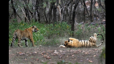 No tiger reserve was placed in the poor category in the fifth and current cycle of the assessment (AP) No tiger reserve was placed in the poor category in the fifth and current cycle of the assessment (AP)