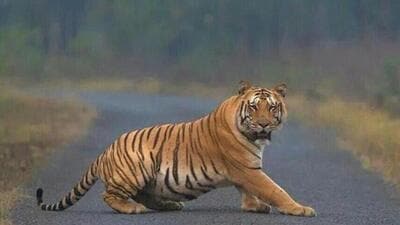 The overlap between wildlife and humans because of developmental activities has led to a fall in the tiger population in the areas under the World Heritage Western Ghats landscape. (Representative Image) The overlap between wildlife and humans because of developmental activities has led to a fall in the tiger population in the areas under the World Heritage Western Ghats landscape. (Representative Image)